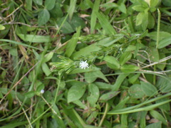 Pseudelephantopus spicatus