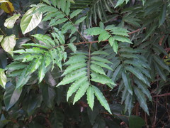 Cupaniopsis foveolata
