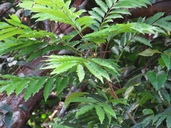 Cupaniopsis foveolata