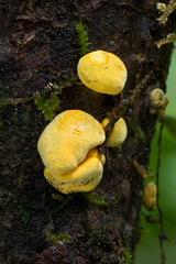 Thuemenella