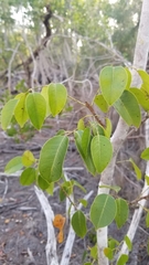 Metopium toxiferum image
