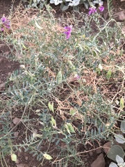 Vicia villosa