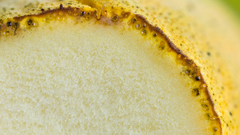 Thuemenella