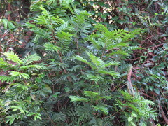 Cupaniopsis foveolata