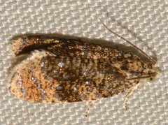 Olethreutes astrologana