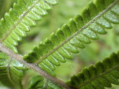 Strophocaulon unitum