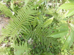 Strophocaulon unitum