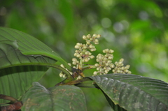 Chrysochlamys grandifolia
