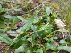 Penstemon whippleanus