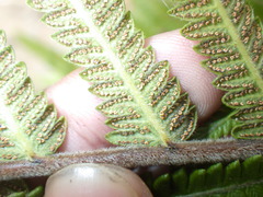 Strophocaulon unitum