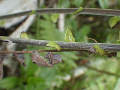 Strophocaulon unitum