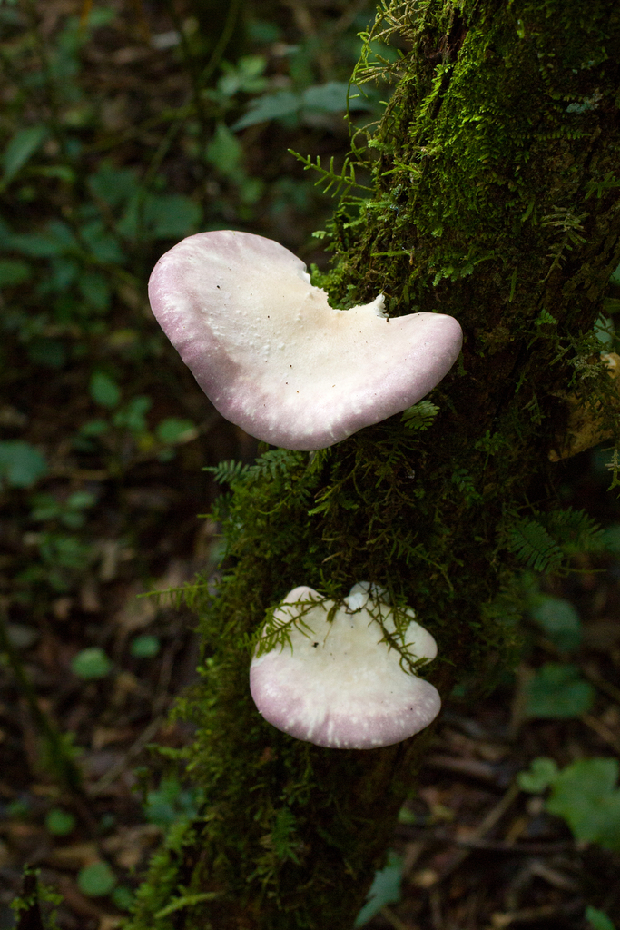Panus hirtiformis