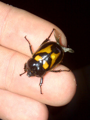 Oryctomorphus bimaculatus