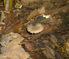 Pluteus americanus