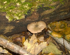 Pluteus americanus