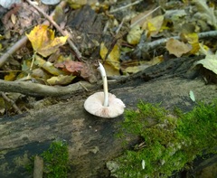 Pluteus americanus