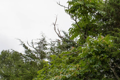 Passerina cyanea