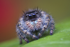 Phidippus audax