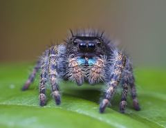 Phidippus audax