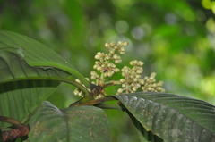 Chrysochlamys grandifolia
