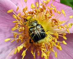 Trichiotinus assimilis