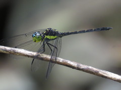 Agrionoptera longitudinalis biserialis