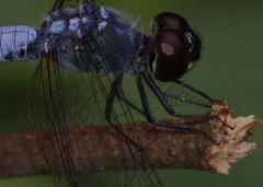 Brachydiplax