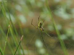 Leucauge celebesiana