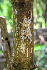 Rosellinia subiculata