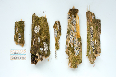 Rosellinia subiculata