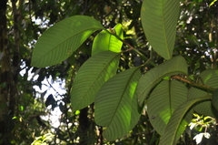 Chrysochlamys grandifolia