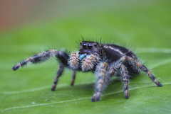 Phidippus audax