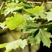 Acer platanoides - Photo (c) FreckLes, μερικά δικαιώματα διατηρούνται (CC BY-NC), uploaded by FreckLes