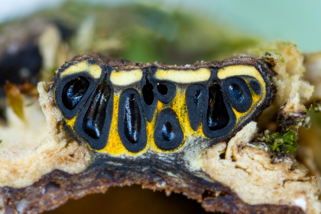 Diatrype chlorosarca