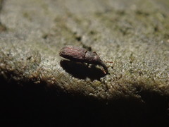 Dryophthorus americanus