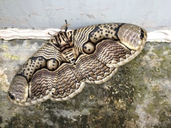 Brahmaea hearseyi
