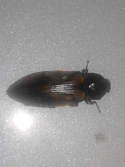 Stropenron hieroglyphica