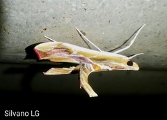 Agathodes monstralis