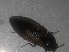 Stropenron hieroglyphica