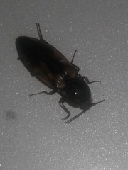 Stropenron hieroglyphica