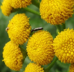 Spilomena