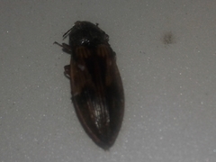 Stropenron hieroglyphica