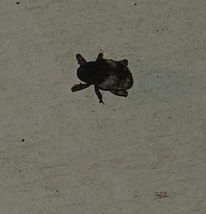 Cryptorhynchus fuscatus