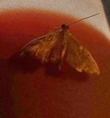 Crocidophora tuberculalis