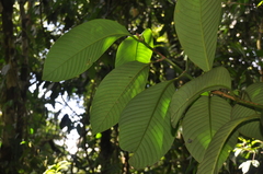 Chrysochlamys grandifolia