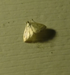 Crocidophora tuberculalis