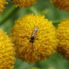 Spilomena
