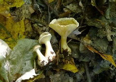 Ampulloclitocybe clavipes image
