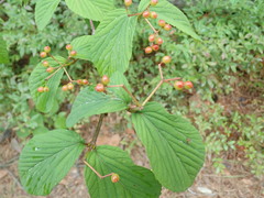 Viburnum wrightii
