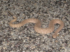 Crotalus oreganus concolor